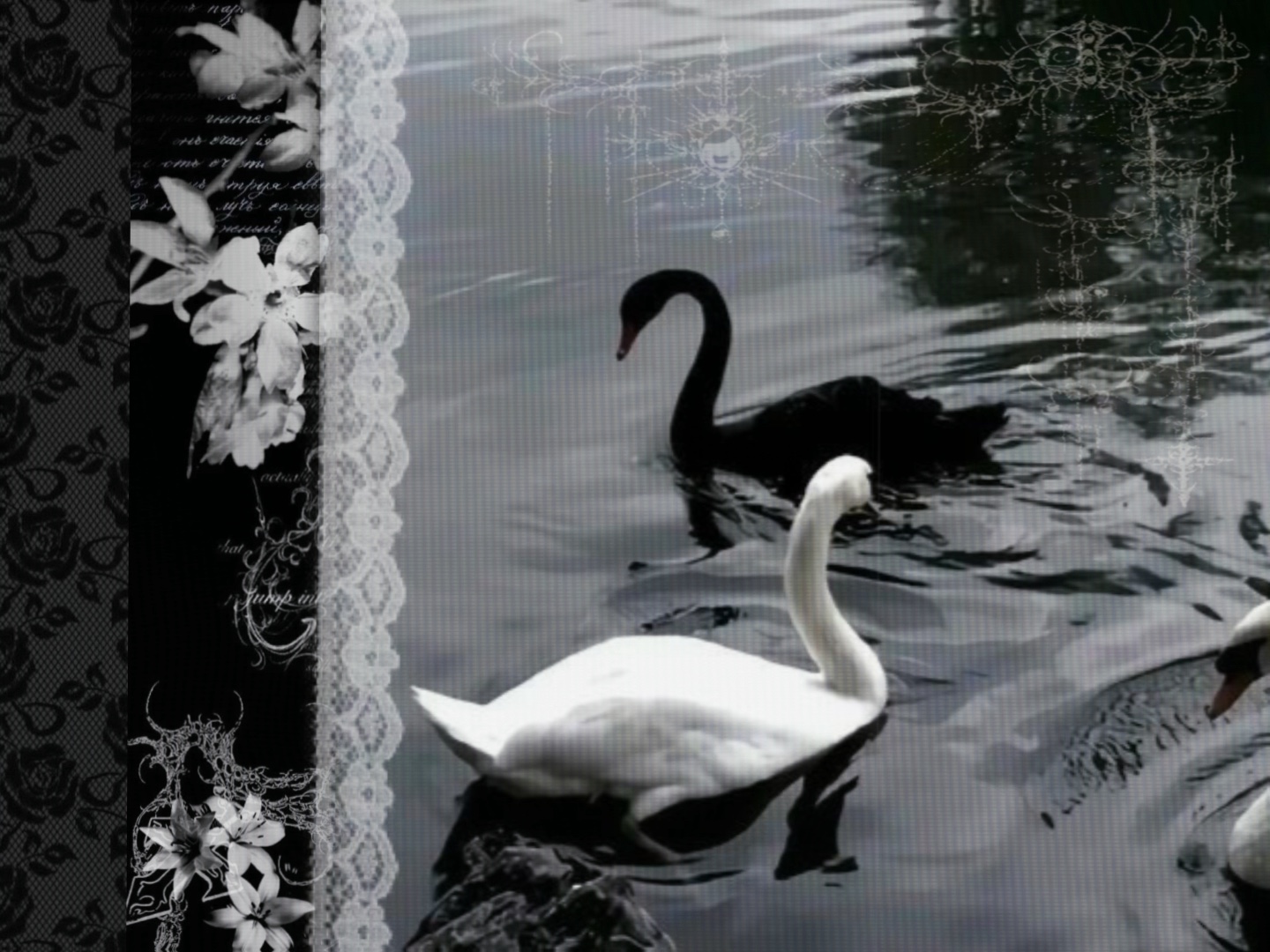 🦢🐦‍⬛