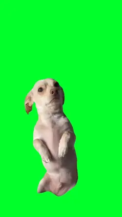 Sad dog