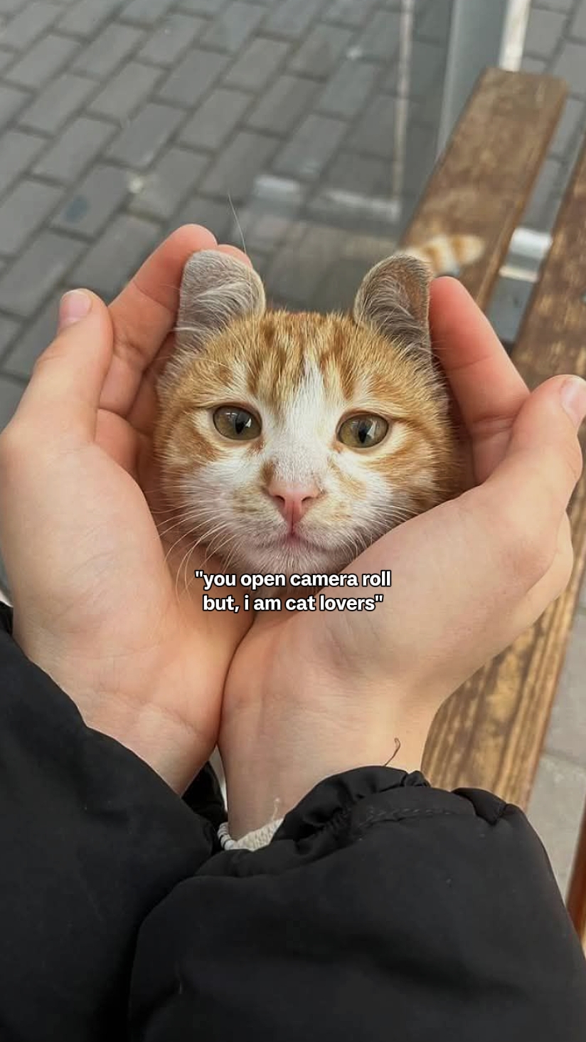 ben kedi severim
