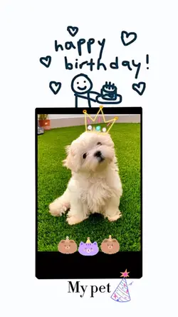 Birthday pet