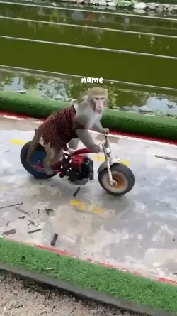 Monyet ber-3 balapan