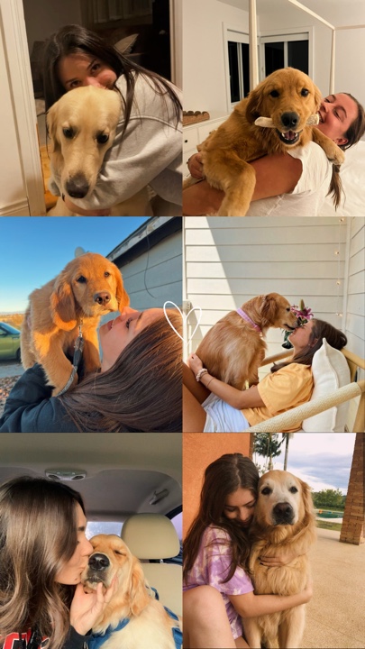My pets 