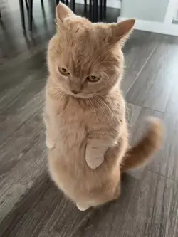 sound kucing lucu