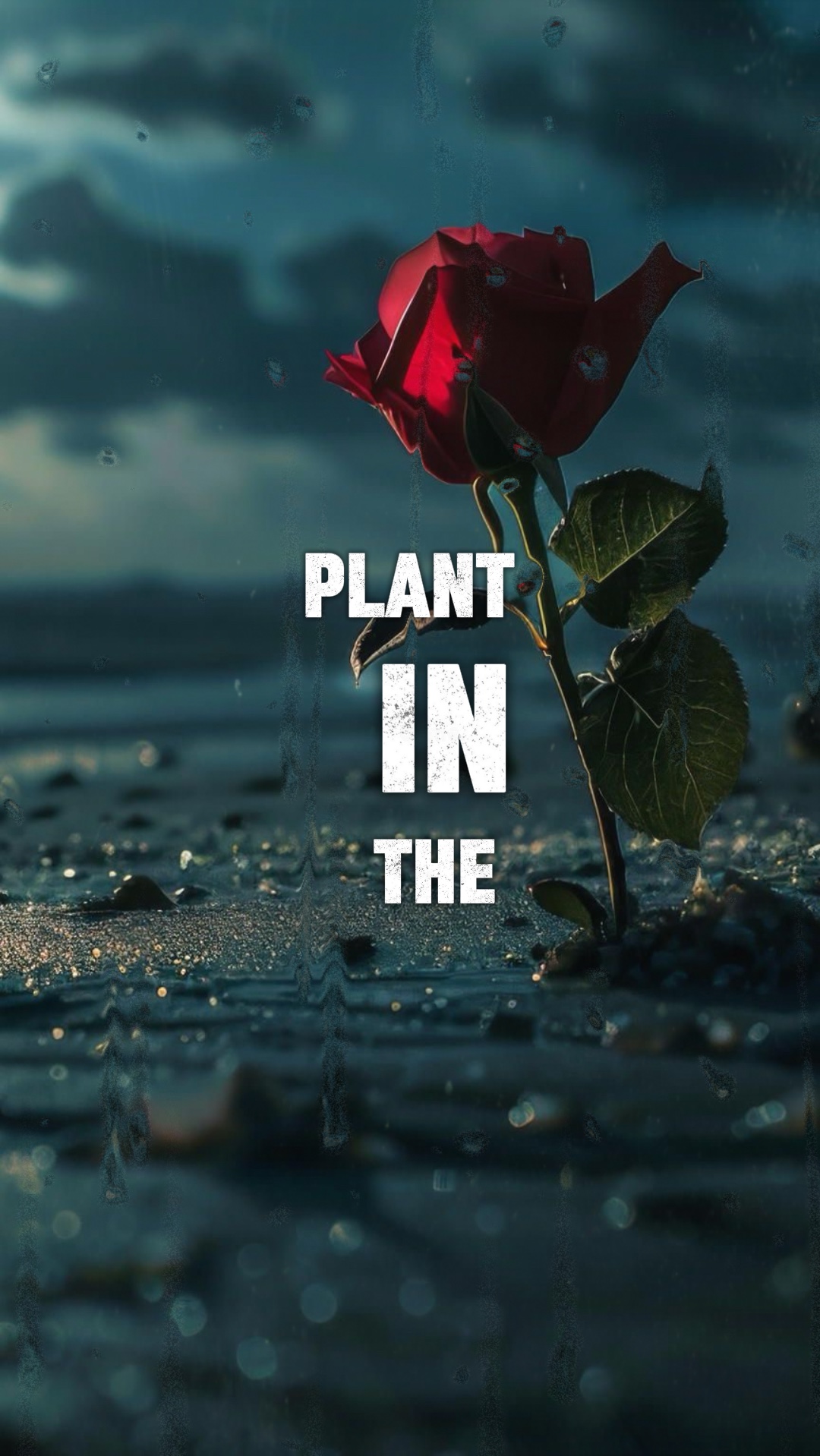 Plante a semente 