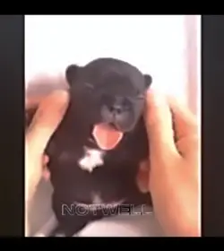 PIBBLE edit