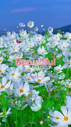 Beautiful Spring