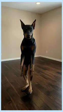 dancing dog