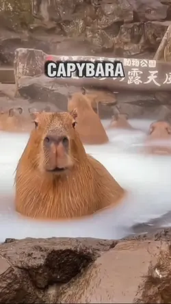 Capybara 