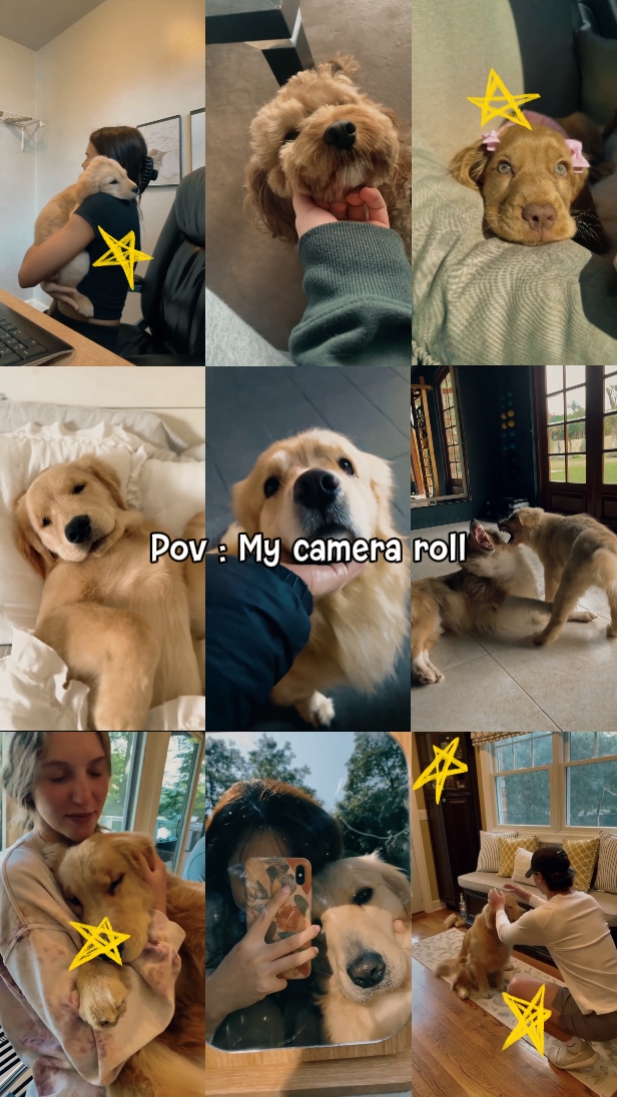 Momentos De Animal De Estimação