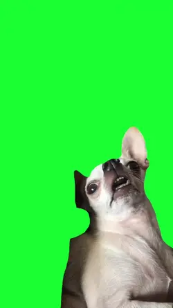 sleep well dog funny