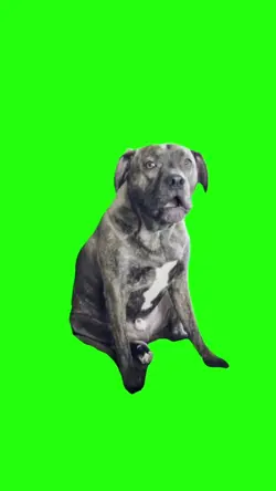 Upset Dog Talking