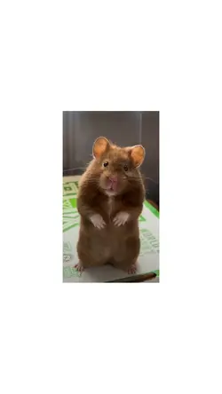 I love hamsters