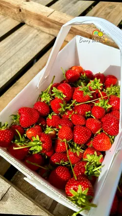 Strawberry picking.❤️