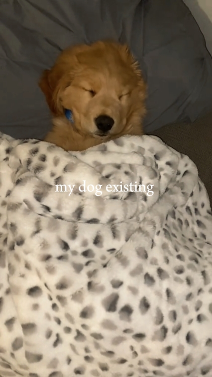 mon chien