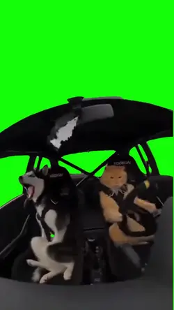 Crazy Driver Meme 