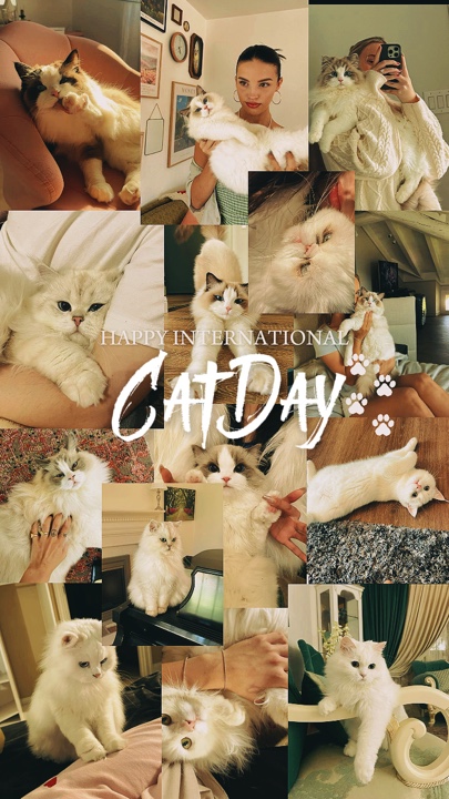 Dia nacional do gato 