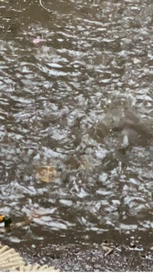 Som de Chuva