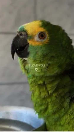 LORINHO 