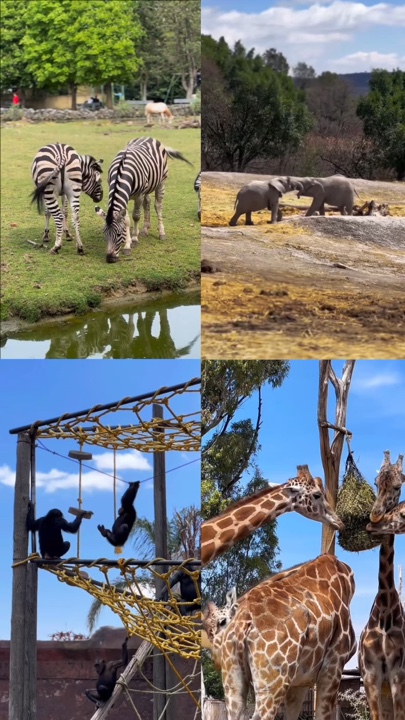  Zoo 