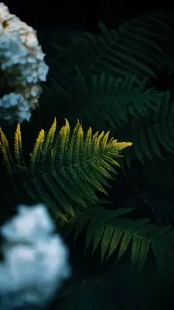cinematic video