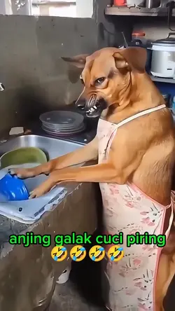 Anjing galak nyuci
