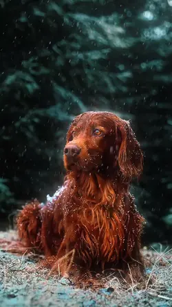 نَوازِش روح