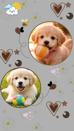 meus dogs