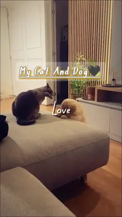 My Cat And Dog