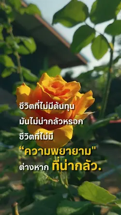 ชีวิตที่ไม่มีต้นทุน 