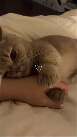 my cat
