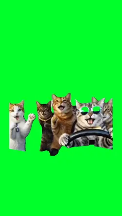 Cats driving