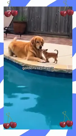 Golden retriever pov