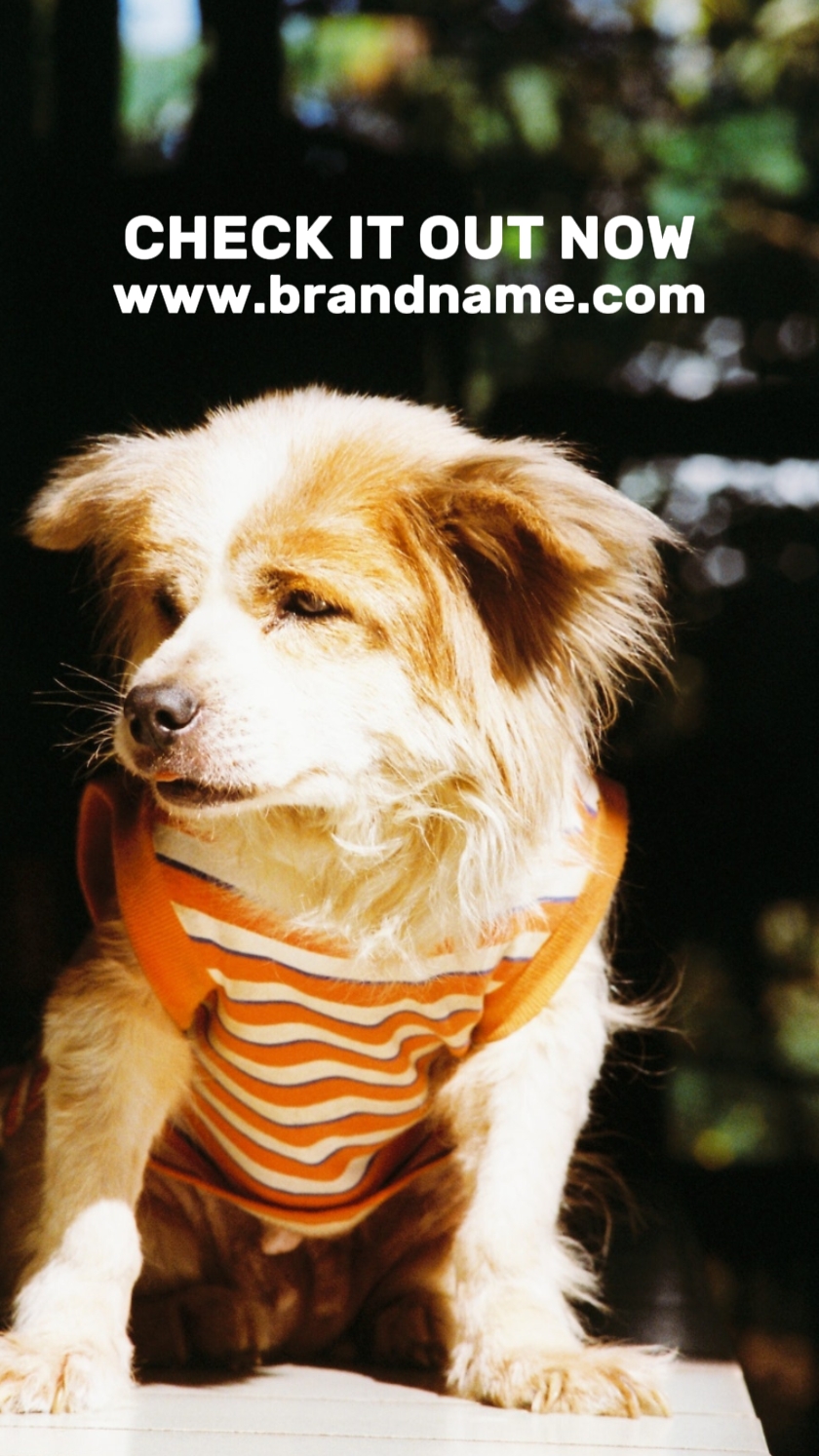 Recomendación De Ropa Para Mascotas Estilo TikTok