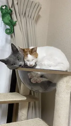 どうしてそんなに可愛いの