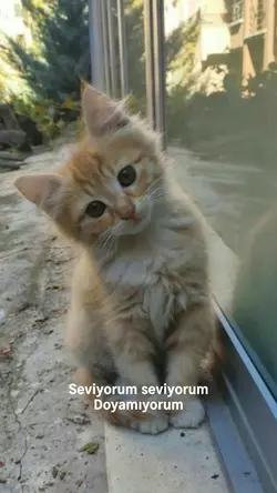 Seviyorum seviyorumm