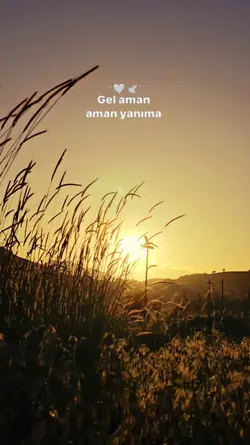 Gel Aman Aman