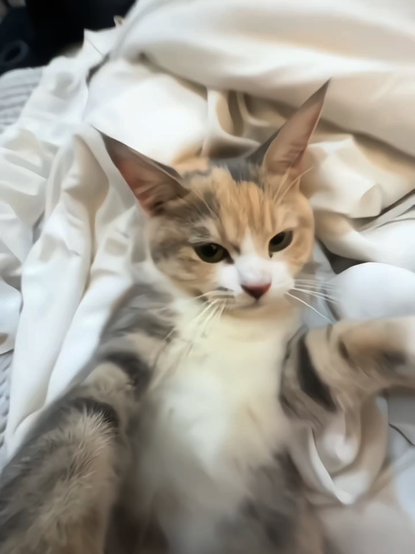cat slowmotion