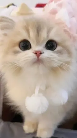 🎶WANT！｜Aぇ! group