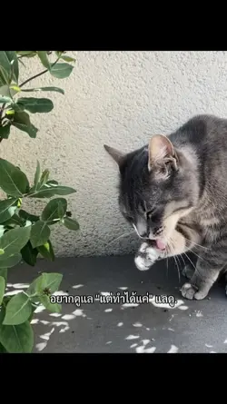 แต่ทำได้แค่แลดู