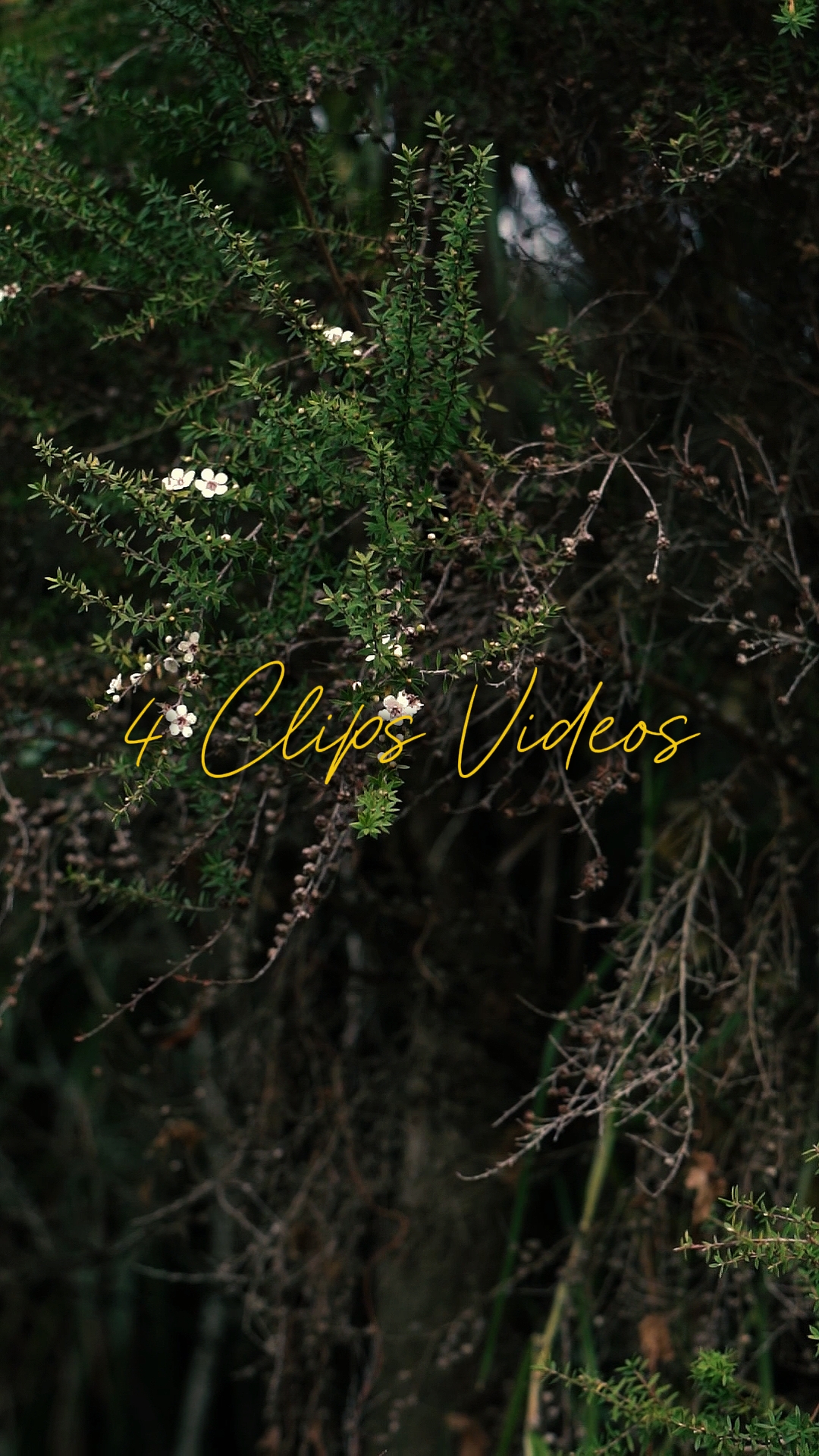 Cinematic 4 Videos