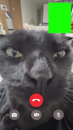 cat video call