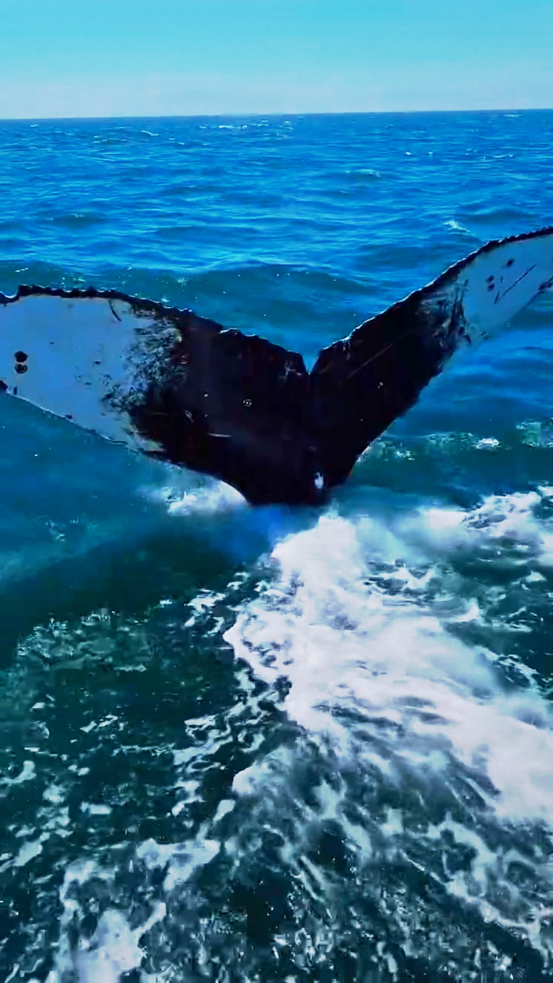 Oceano de baleia 4K