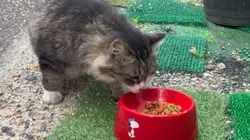 太っちょねこのどんちゃん😺🐾