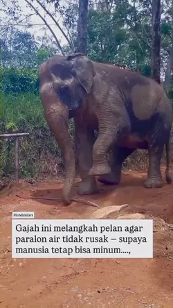 Gajah ini!! 