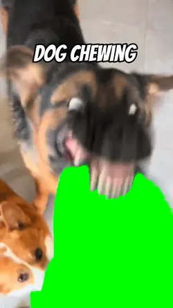 Dog chewing