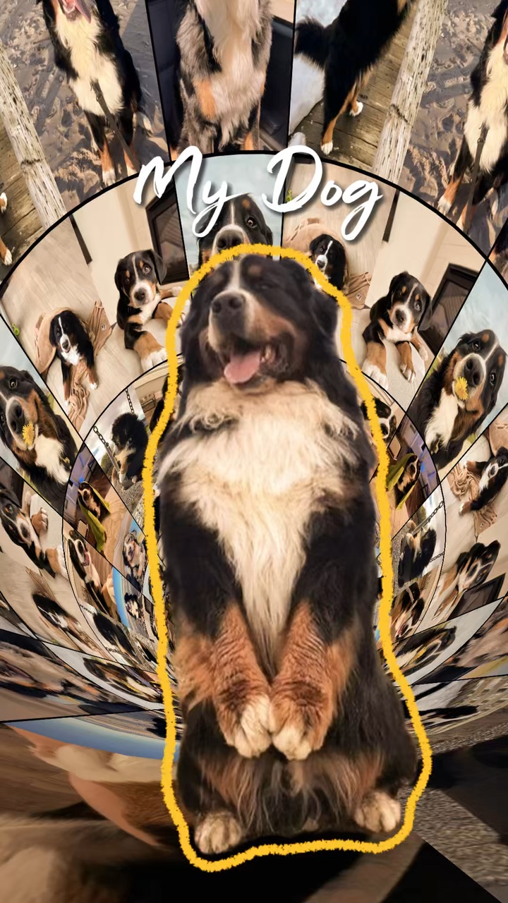 My Dog 