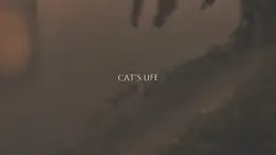 Cat’s life (7 video)