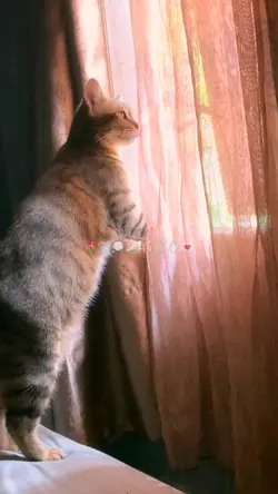 Kucing Kesayangan ku