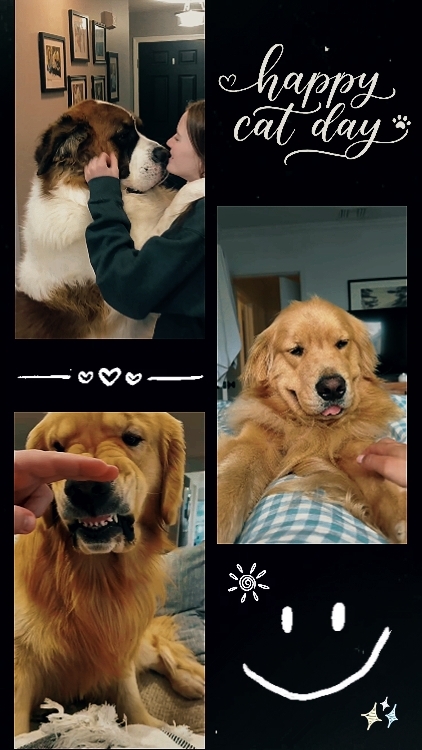 MUTLU KEDİ GÜNÜ