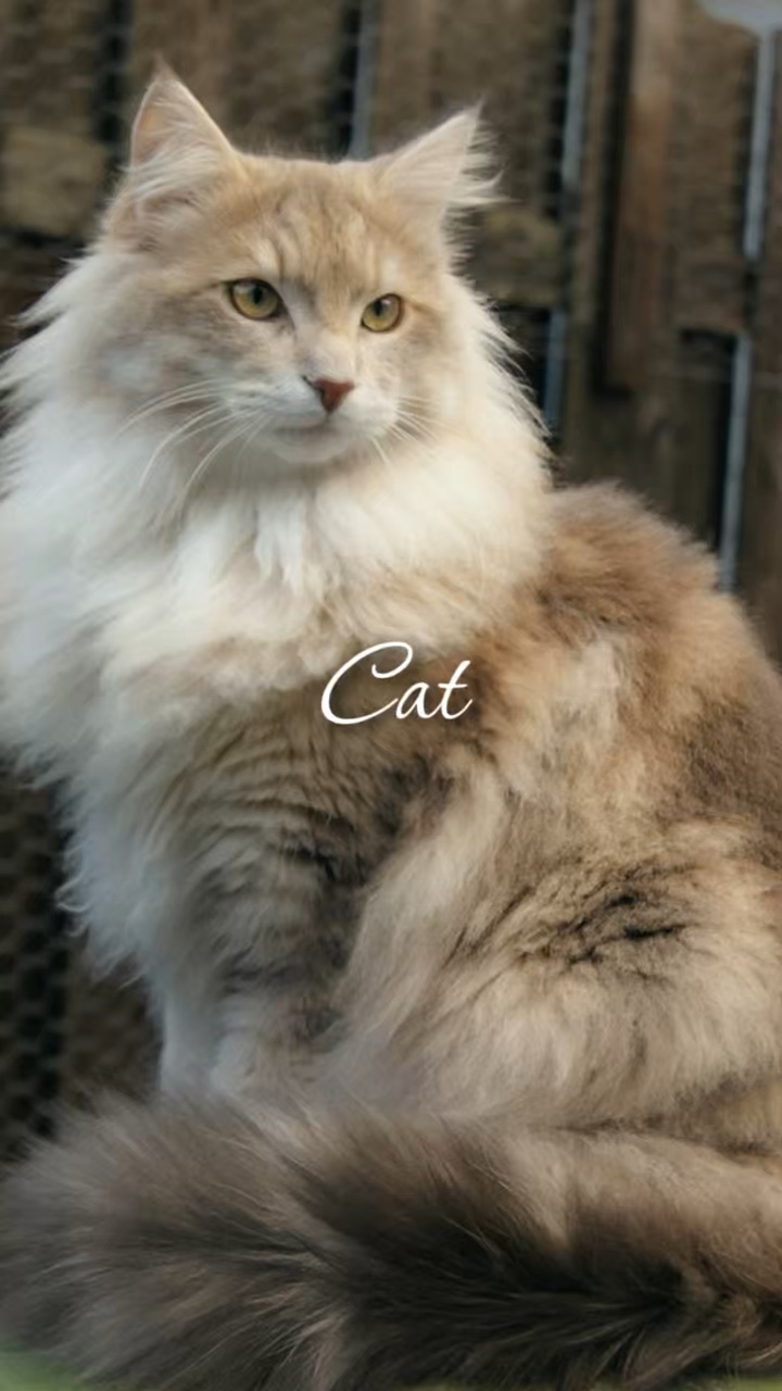 Cat template 